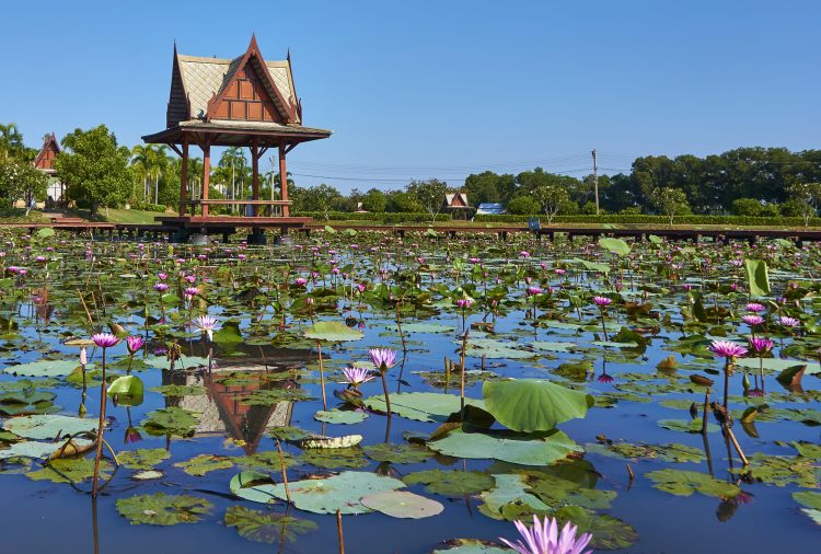 Sakon Nakhon Lotus Park
