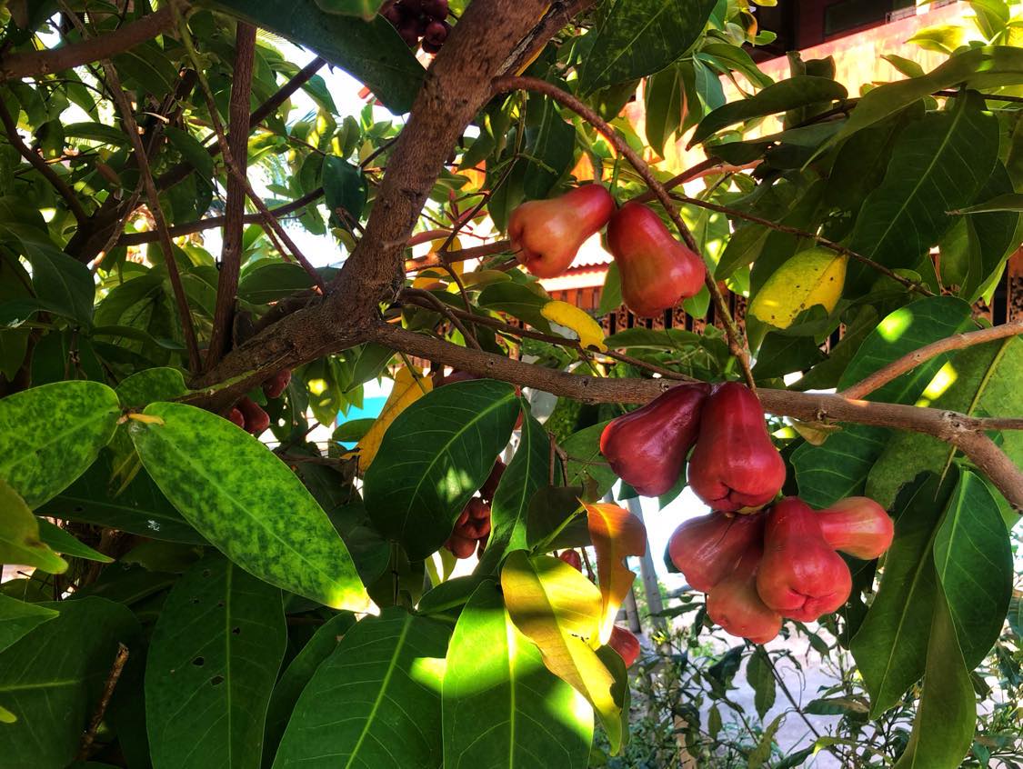 Sakon NakhonThailand Fruit Tree: Chomphoo