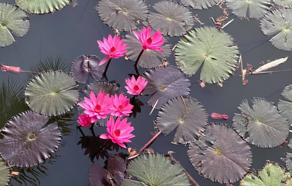 Thailand Lotus Pond
