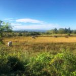 Sakon Nakhon Rice Fields and Cows