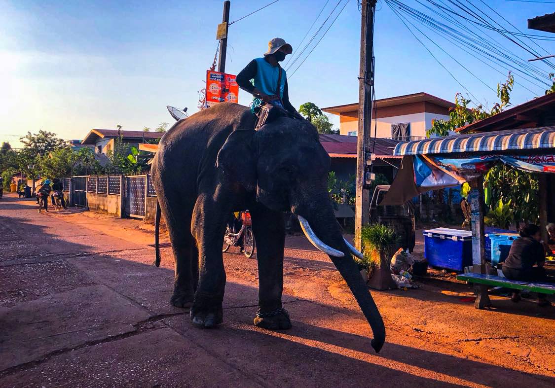 Thailand Street Elephants