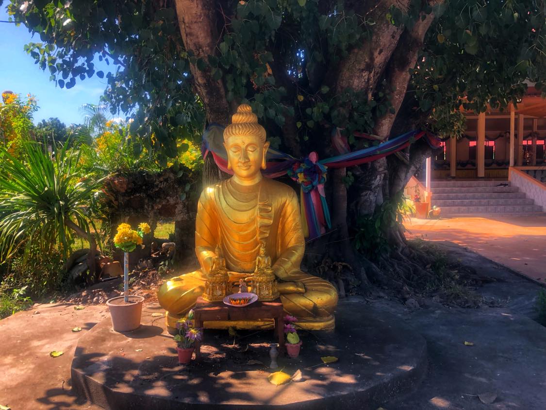 Sacred Bo Tree | Sakon Nakhon, | Holy Fig