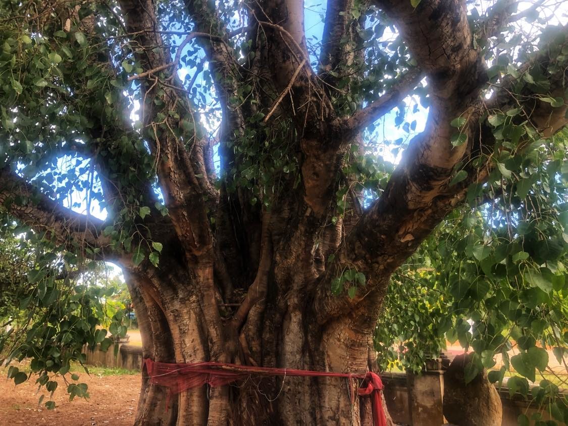Holy Bo Tree in Thailand