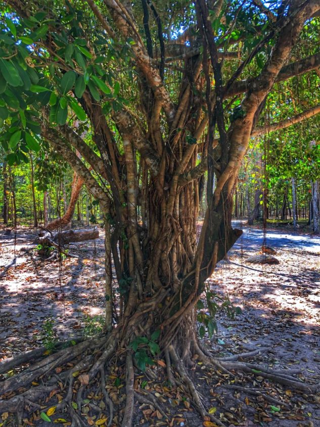 Sacred Thailand Trees