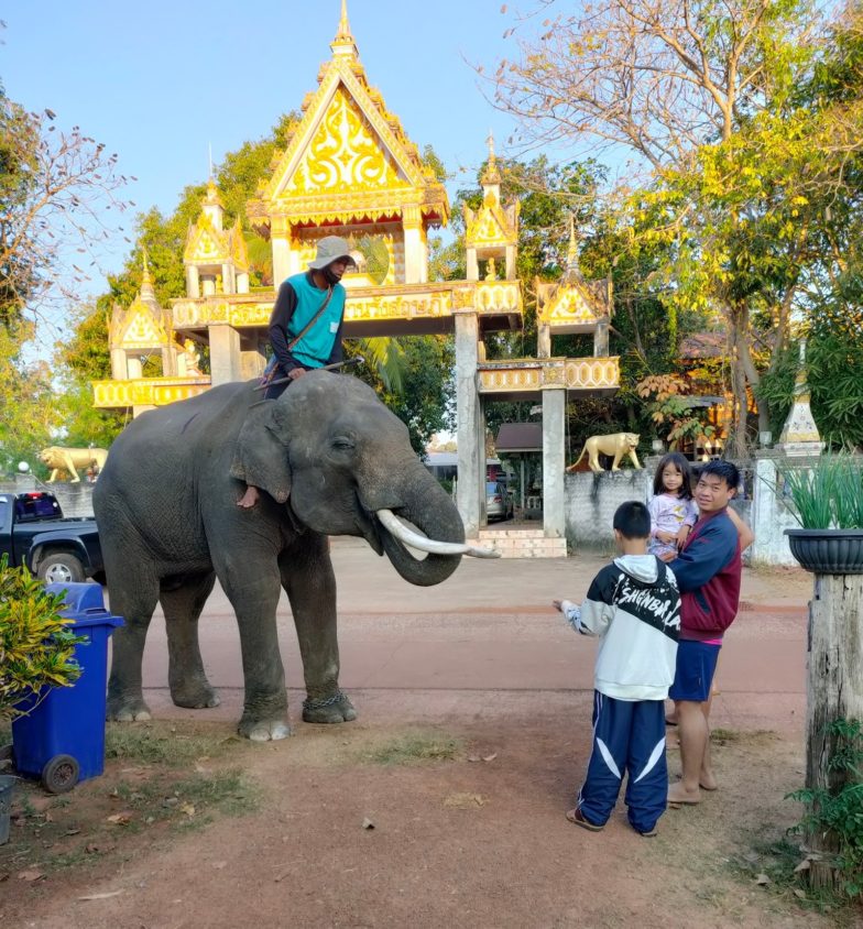 Elephants in Sakon Nakhon | Wild Elephants Thailand