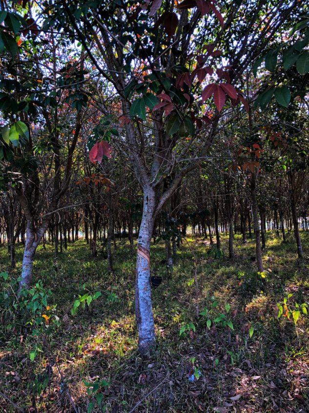 Thailand Rubber Trees