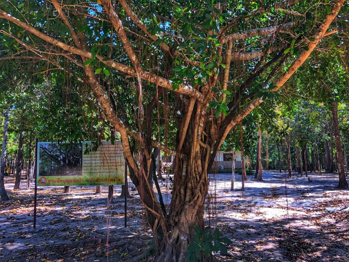 Ficus Tree - Thailand