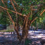 Ficus Tree - Thailand