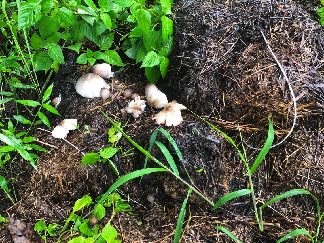 Straw Mushroom for Babies - When Can Babies Eat Straw Mushrooms