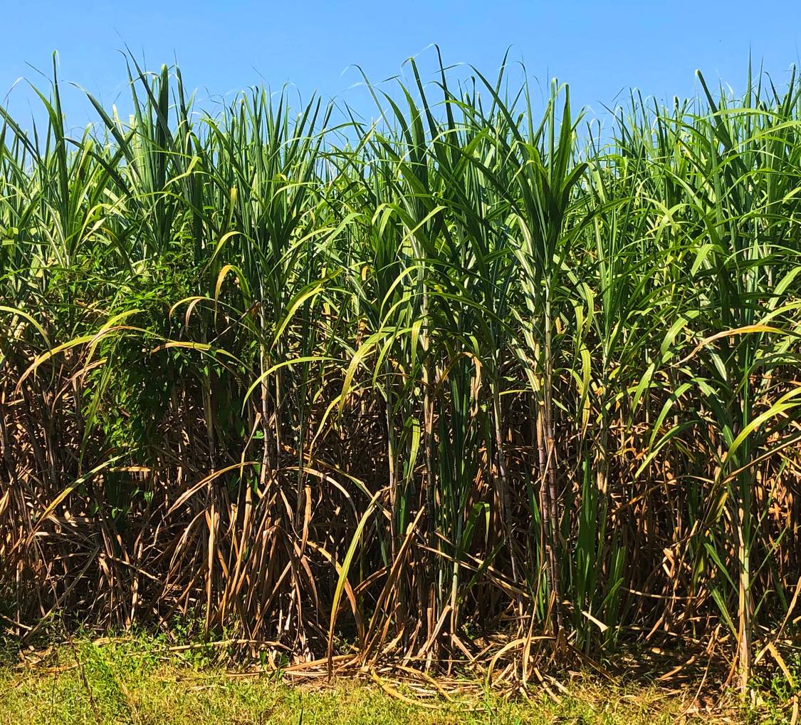 Sugar Cane Farming In Northeast Thailand