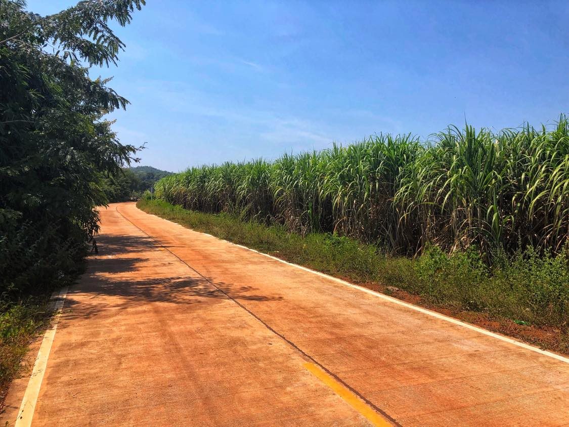 Sakon Nakhon Sugar Cane Field