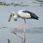 Bird Watching in Sakon Nakhon Thailand