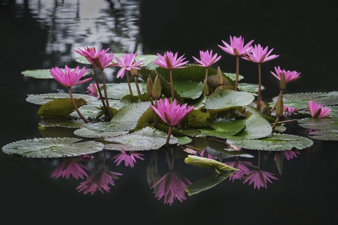 Thai Lotus Pond