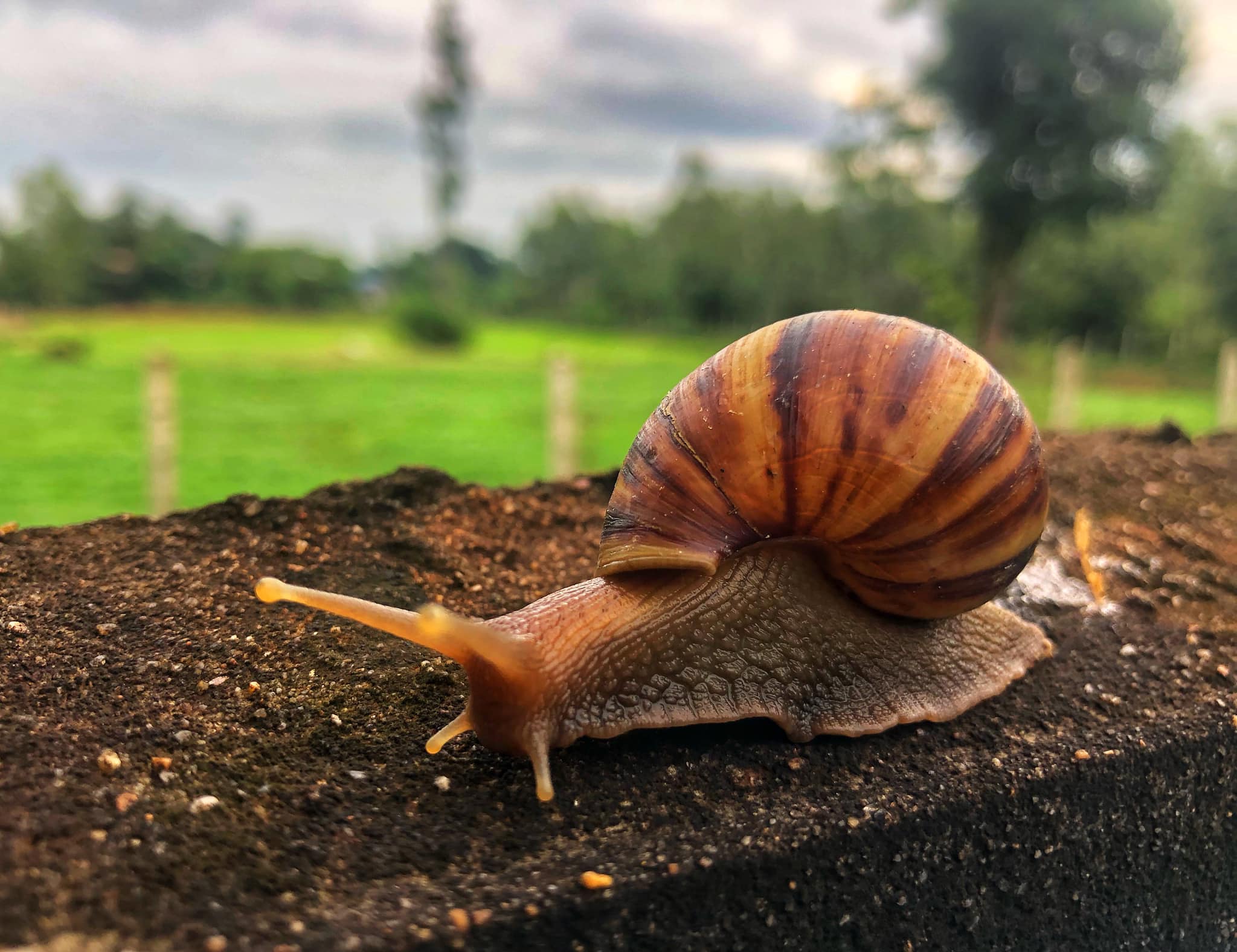 Snails in Thailand Most Commonly Seen & Eaten