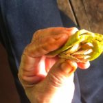 Thai Betel Chewing