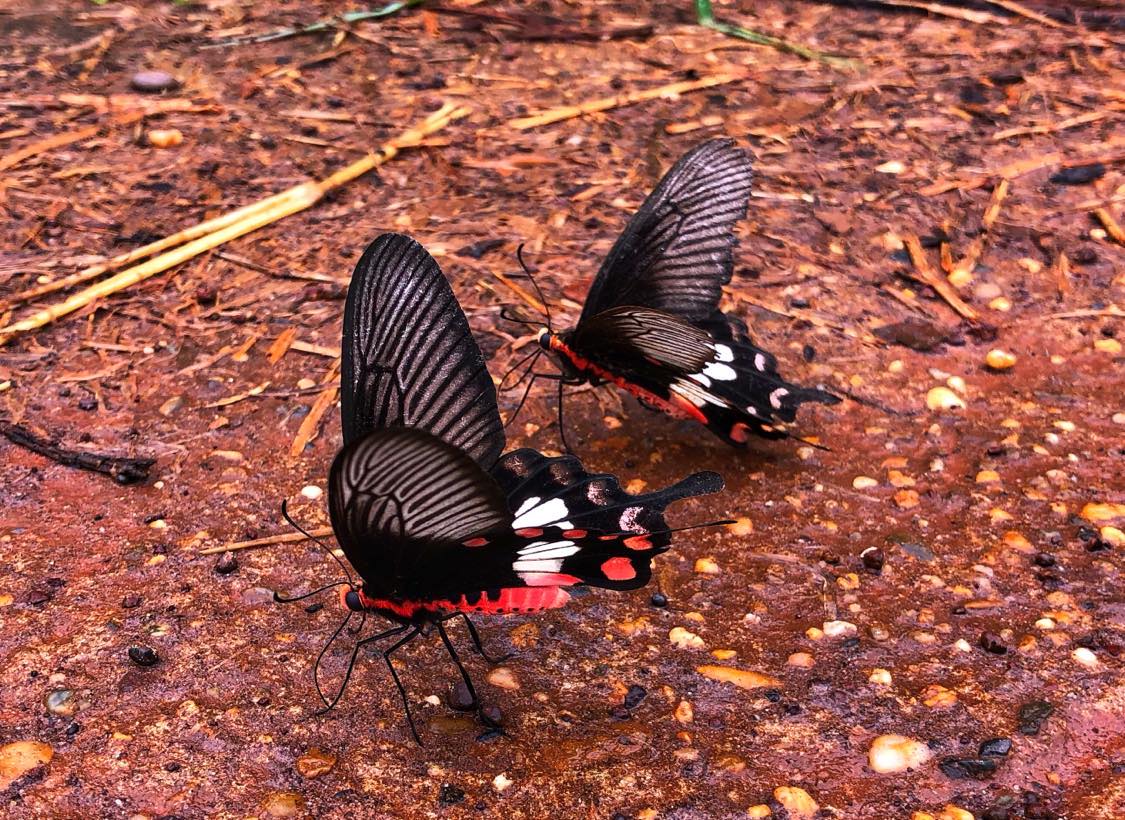 Common Mormon Swallowtail Thailand