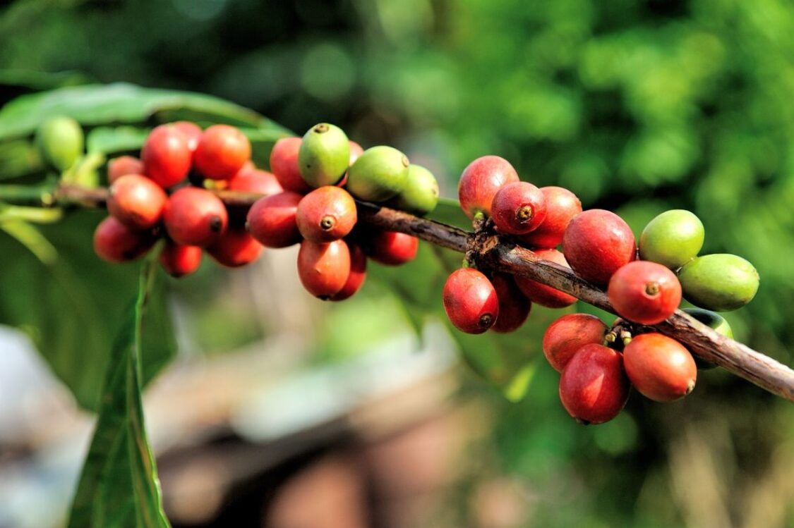 Thailand Coffee Plantations