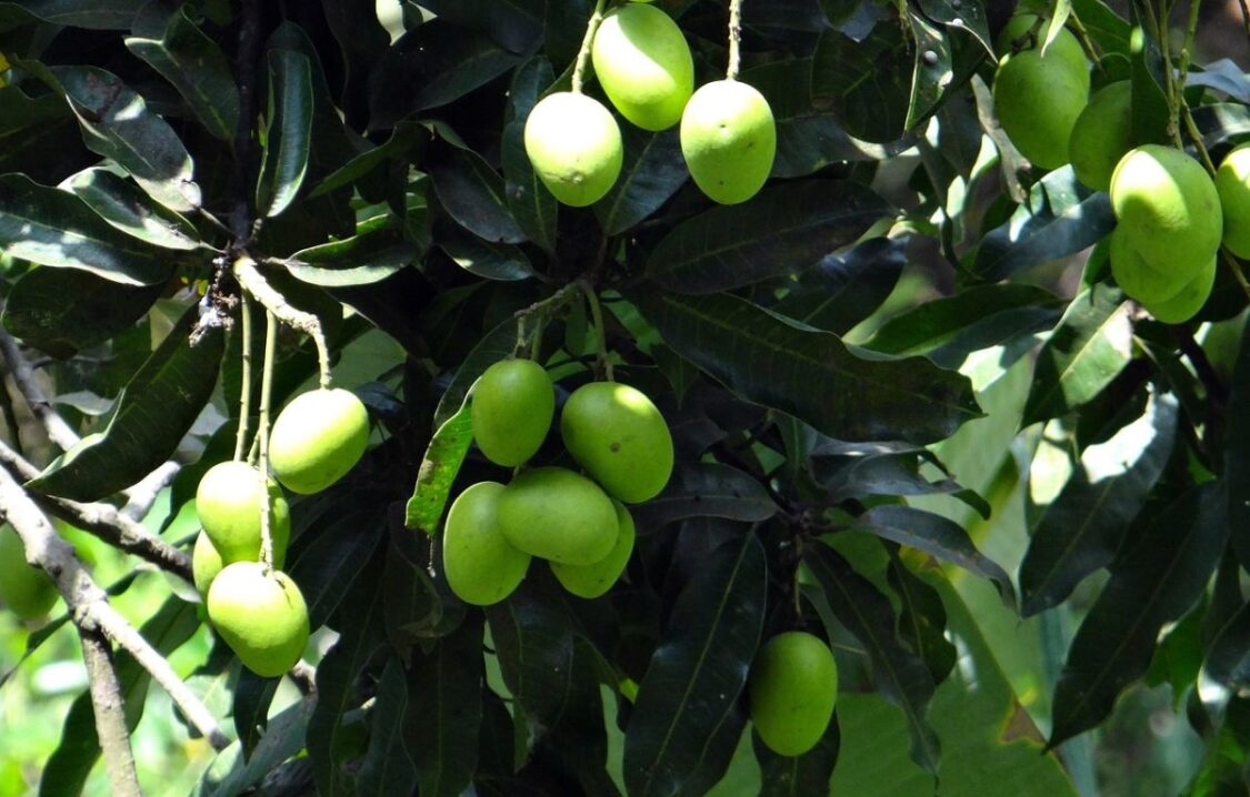 Thailand Mango Tree