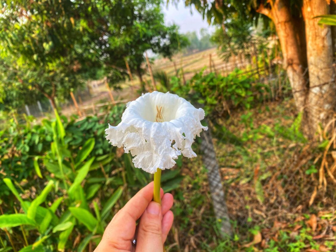 Thai Cana Flower -ต้นแคนา