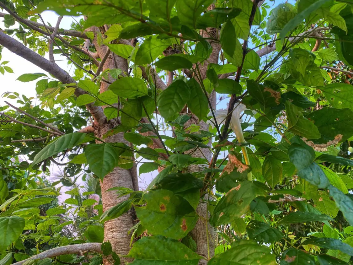 Thailands Auspicious White Trumpet Tree (Cana)