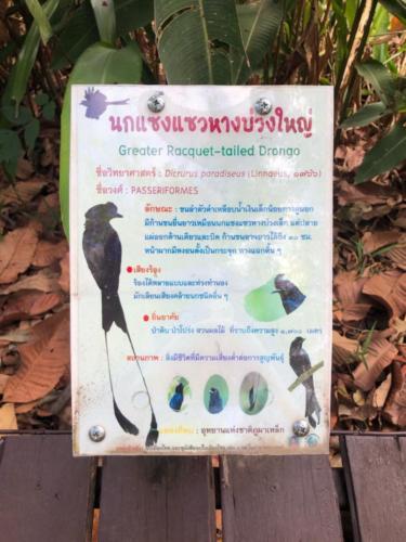 Best Bird Watching Thailand 