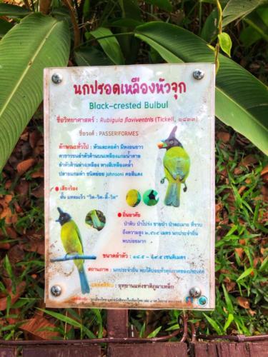Best Bird Watching Thailand