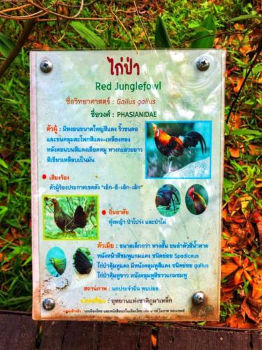 Best Bird Watching Thailand