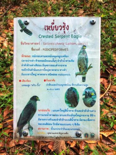Best Bird Watching Thailand