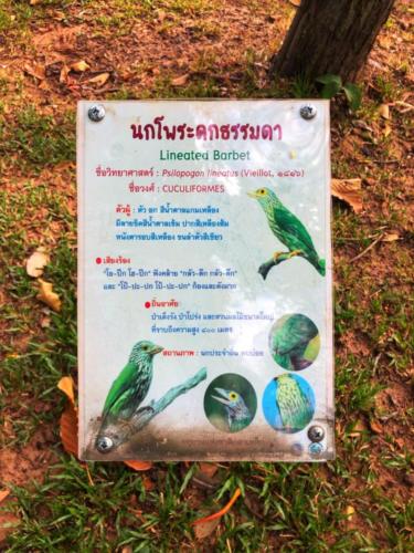 Best Bird Watching Thailand 