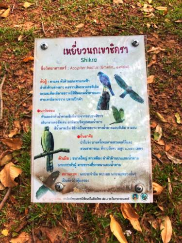 Best Bird Watching Thailand