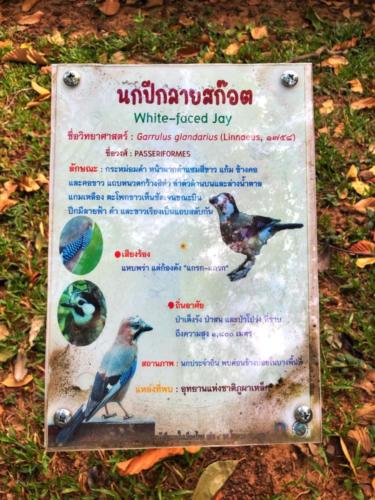 Best Bird Watching Thailand