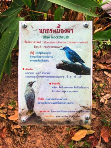 Best Bird Watching Thailand