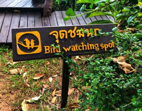 Best Bird Watching Thailand