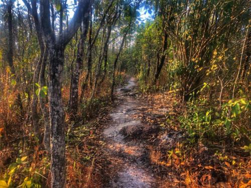 Phu Ruea National Park