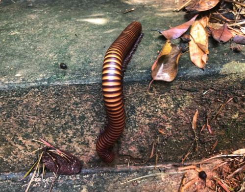 Thai Millipedes กิ้งกือยักษ์