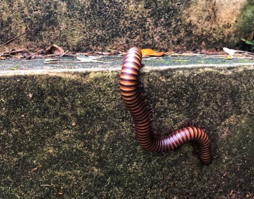 Giant Thai Millipede กิ้งกือยักษ์