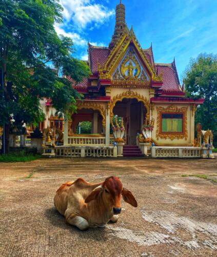 วัดหนองบัวใหญ่