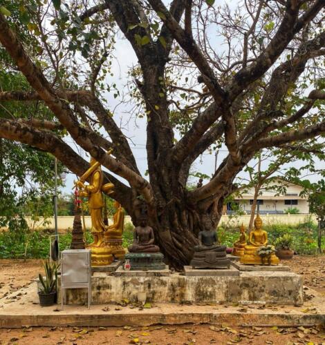 Wat Phra That Dum - วัดพระธาตุดุม