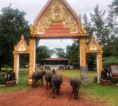 Wat Sa Phang Thong