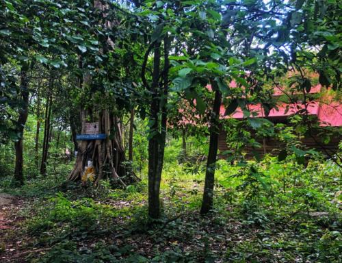 Wat Tham Phu Pha Yon - Sakon Nakhon