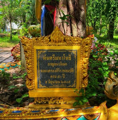วัดหนองบัวใหญ่